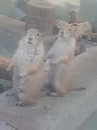 ２４年５月１１日の須坂市動物園その２