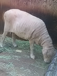 ヒツジの毛が刈られる他／須坂市動物園／２４年５月１１日