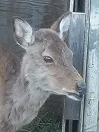 ニホンジカのいずみ／お久しぶり／須坂市動物園／２４年５月１１日