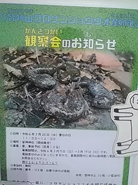 ３月２０日に開催／皆神山クロサンショウウオ産卵池観察会／今日９日から受け付け開始