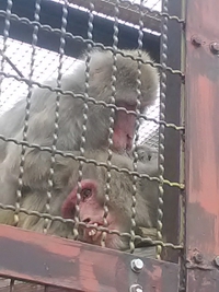 ２４年４月２７日の城山動物園／その１