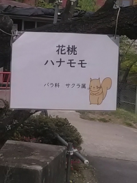 城山動物園／花桃が誕生日に花を添える／２４年４月２７日