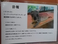 ケープハイラックス／クンクン／２４年２月２５日死去