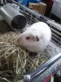第６１回更農祭に城山動物園が出張／２３年１０月１５日