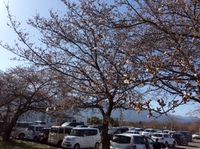 波田地区の桜を点描（4月9日）