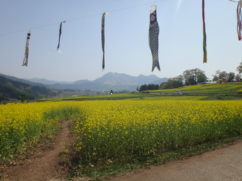 菜の花