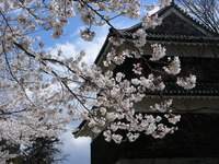 上田城跡　桜