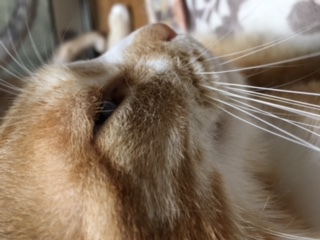 こんにちは！