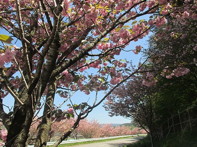 上田市　かじかや。