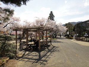 城山のお花見