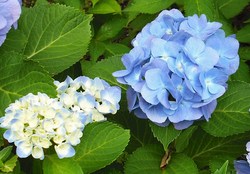 111歳が既に死亡？・・・・・696