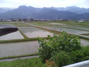 池田町の水田を行く
