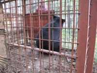 クマ出没注意！