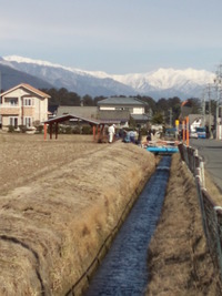 幹線水路一斉清掃行いました
