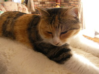 猫になりたい