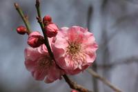 上田城千本桜で楽しめるグルメ情報が公開！