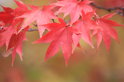 上田城の紅葉 上田城けやき並木紅葉まつりの最終日撮ってきました！