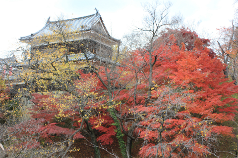上田城の紅葉 上田城けやき並木紅葉まつりの最終日撮ってきました！
