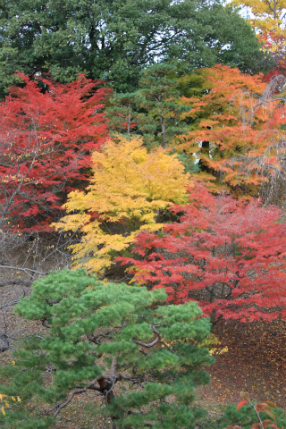 上田城の紅葉 上田城けやき並木紅葉まつりの最終日撮ってきました！