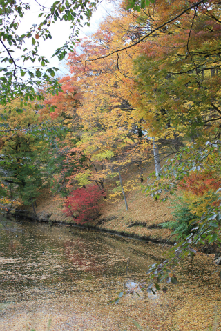 上田城の紅葉 上田城けやき並木紅葉まつりの最終日撮ってきました！