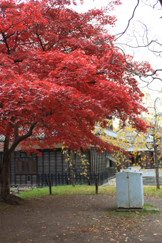 上田城の紅葉 上田城けやき並木紅葉まつりの最終日撮ってきました！