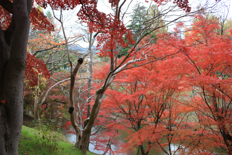 上田城の紅葉 上田城けやき並木紅葉まつりの最終日撮ってきました！
