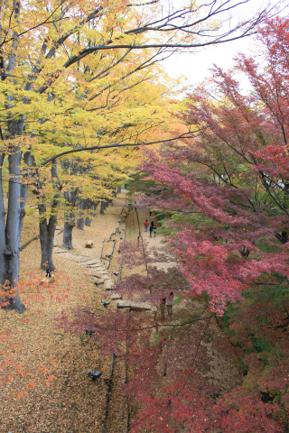 上田城の紅葉 上田城けやき並木紅葉まつりの最終日撮ってきました！