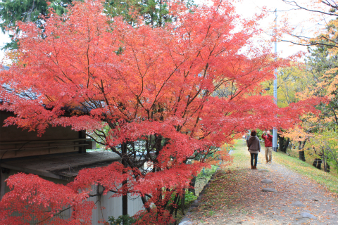 上田城の紅葉 上田城けやき並木紅葉まつりの最終日撮ってきました！