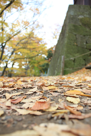 上田城の紅葉 上田城けやき並木紅葉まつりの最終日撮ってきました！