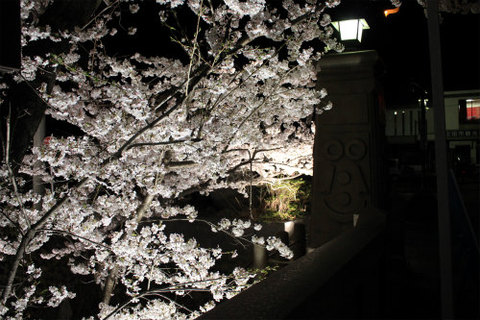 上田城跡公園 ソメイヨシノが4月9日に満開！夜桜もきれいですよー