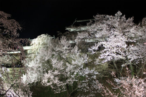 上田城跡公園 ソメイヨシノが4月9日に満開！夜桜もきれいですよー