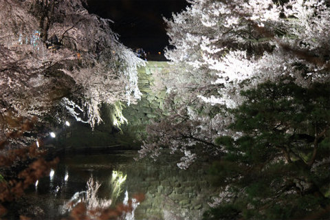 上田城跡公園 ソメイヨシノが4月9日に満開！夜桜もきれいですよー