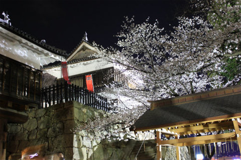 上田城跡公園 ソメイヨシノが4月9日に満開！夜桜もきれいですよー