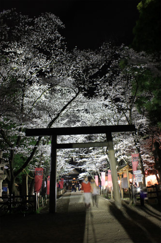 上田城跡公園 ソメイヨシノが4月9日に満開！夜桜もきれいですよー