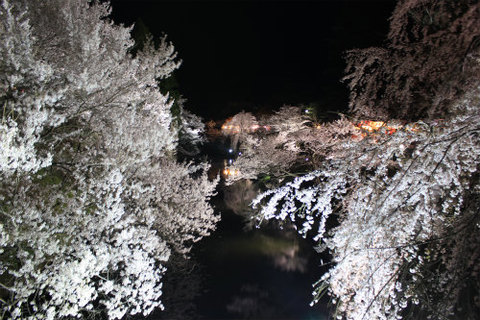 上田城跡公園 ソメイヨシノが4月9日に満開！夜桜もきれいですよー