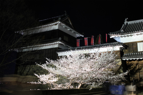 上田城跡公園 ソメイヨシノが4月9日に満開！夜桜もきれいですよー