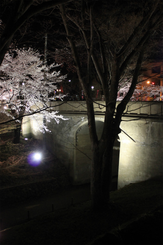 上田城跡公園 ソメイヨシノが4月9日に満開！夜桜もきれいですよー