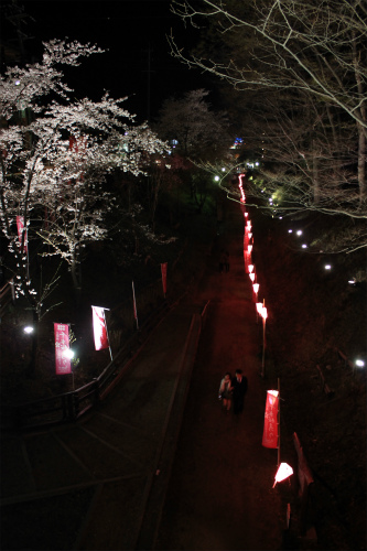 上田城跡公園 ソメイヨシノが4月9日に満開！夜桜もきれいですよー