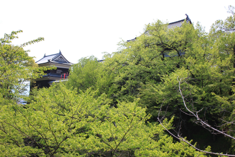 新緑の季節！上田城跡公園 新緑もきれいです！
