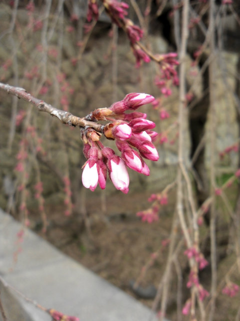 上田城跡公園 今日のサクラ