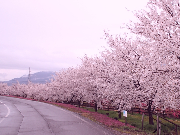 神川の桜並木