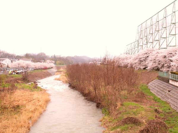神川の桜並木
