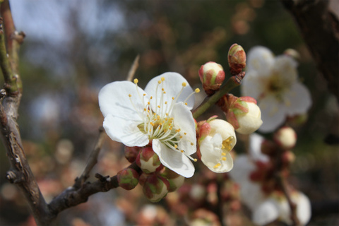 上田城跡公園 ウメがきれいに咲いています！