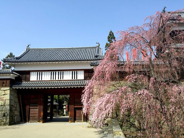 上田城千本桜