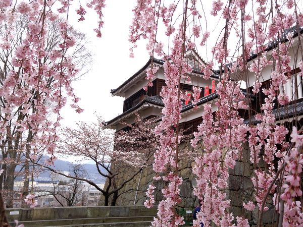上田城千本桜