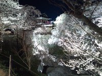 上田城夜桜レポート