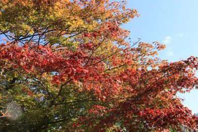 【秋の別所】紅葉の様子