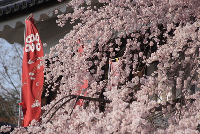 上田城の桜がまもなく見頃です。バスツアーも早まります！