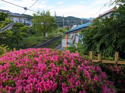 別所駅のつつじ。