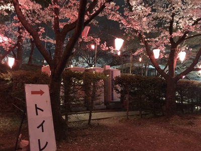 上田城の桜状況です。～桜はもう飽きた？～
